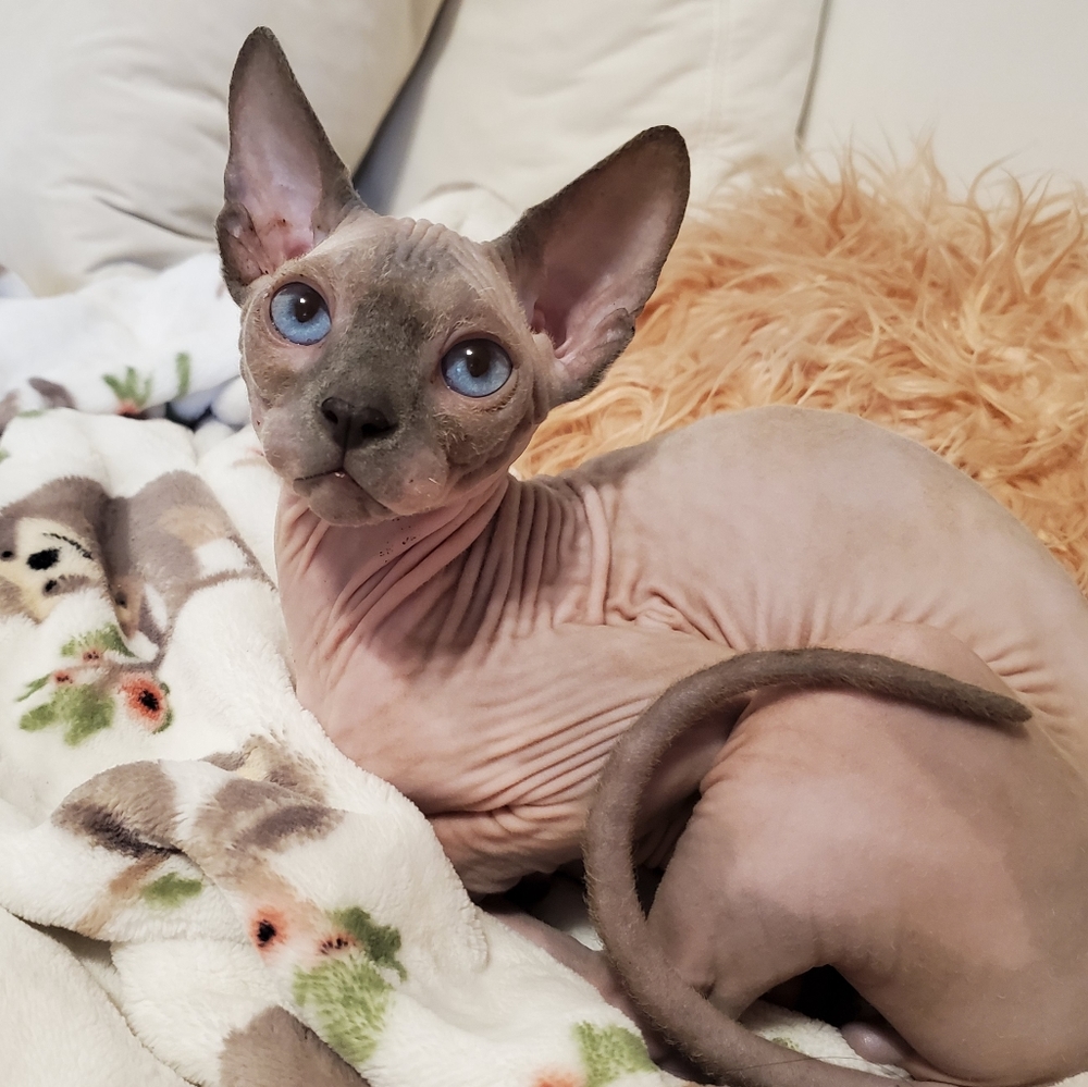 Meet your Posher, Reeva - Picture 3 of 7